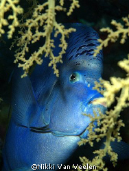 Arabian angelfish taken at Campsite 3, Marsa Bareika, Ras... by Nikki Van Veelen 